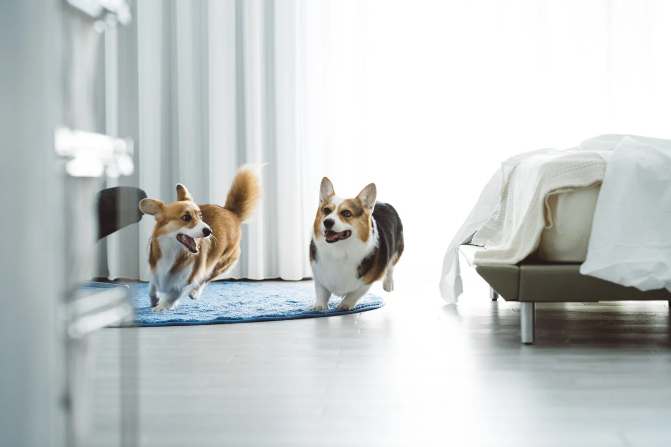 兩隻柯基犬位於床邊與藍色地毯旁，窗邊日光照亮臥室。
