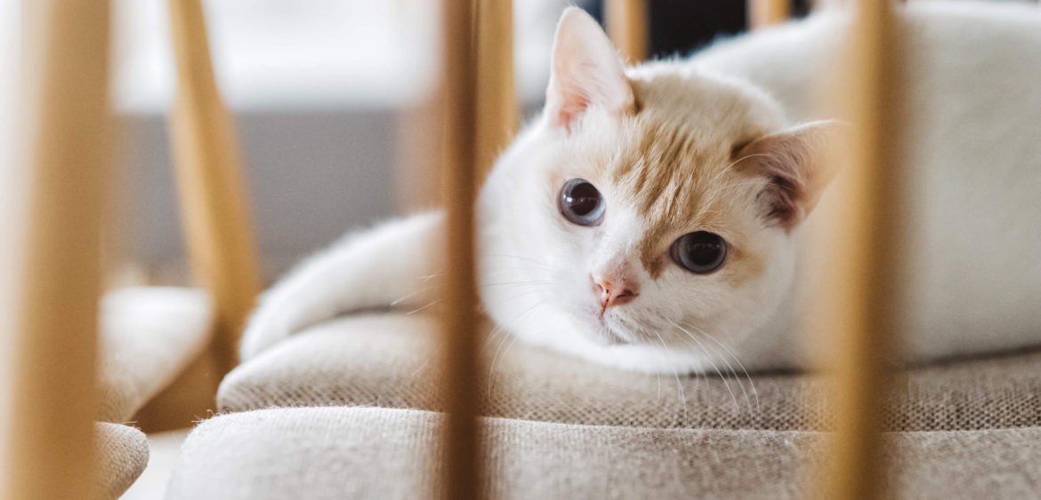 川彡設計,貓咪住宅,住宅空間攝影,空間攝影,finestudio空間攝影,日系