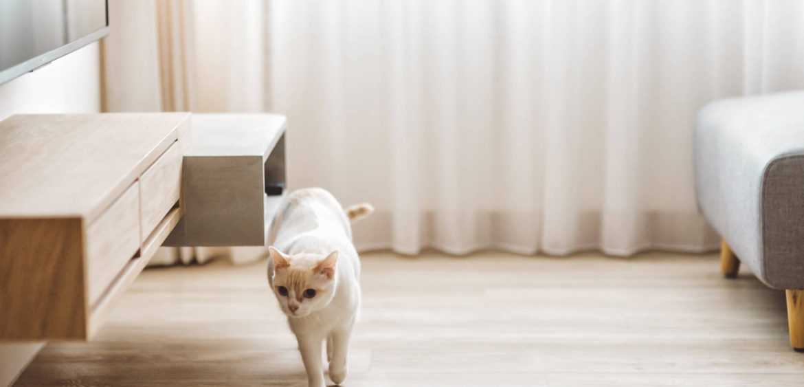 川彡設計,貓咪住宅,住宅空間攝影,空間攝影,finestudio空間攝影,日系