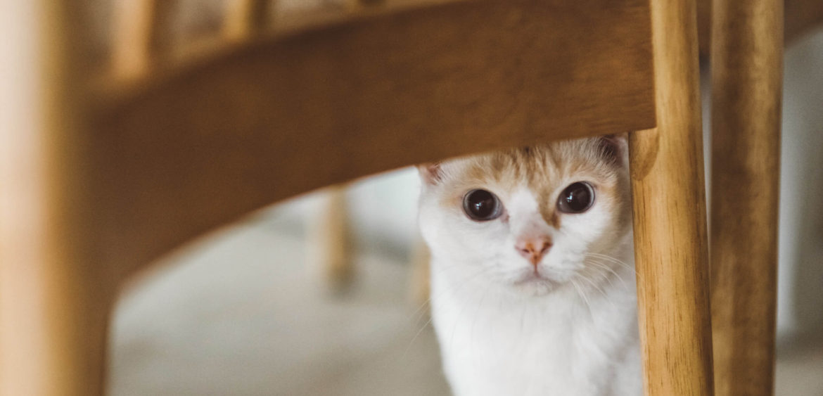 川彡設計,貓咪住宅,住宅空間攝影,空間攝影,finestudio空間攝影,日系