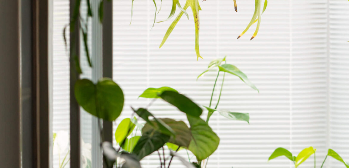 龜背植物花園,溫室,室內溫室,住宅空間,奇拓設計,空間攝影,finestudio空間攝影