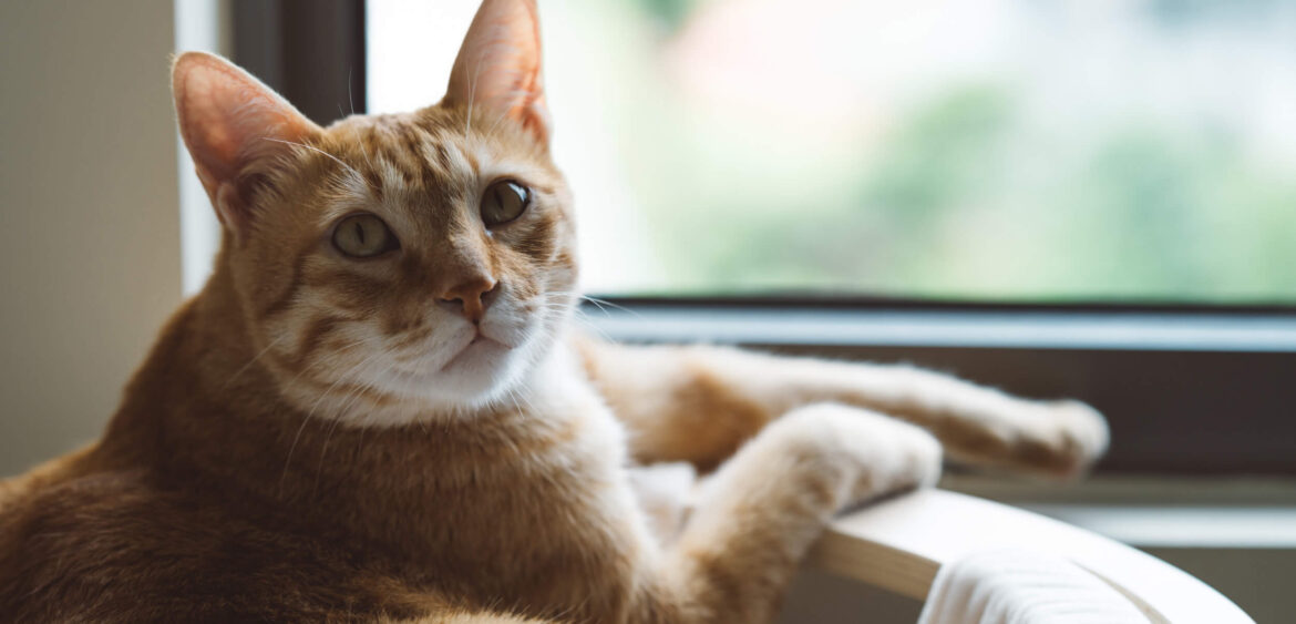 貓咪宅,寵物友善空間,歐德傢俱,空間攝影,finestudio空間攝影