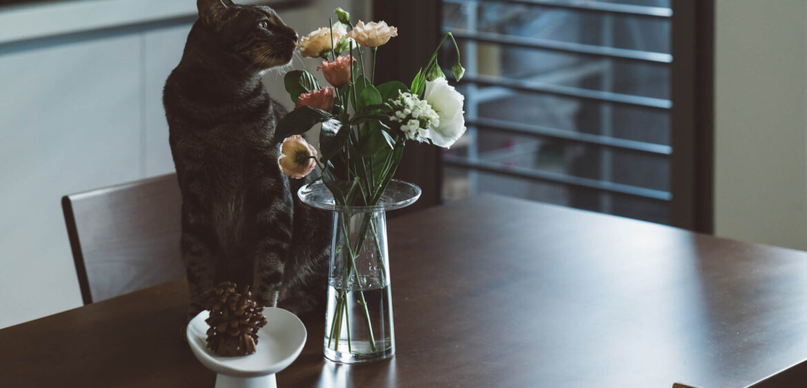 貓咪宅,寵物友善空間,歐德傢俱,空間攝影,finestudio空間攝影