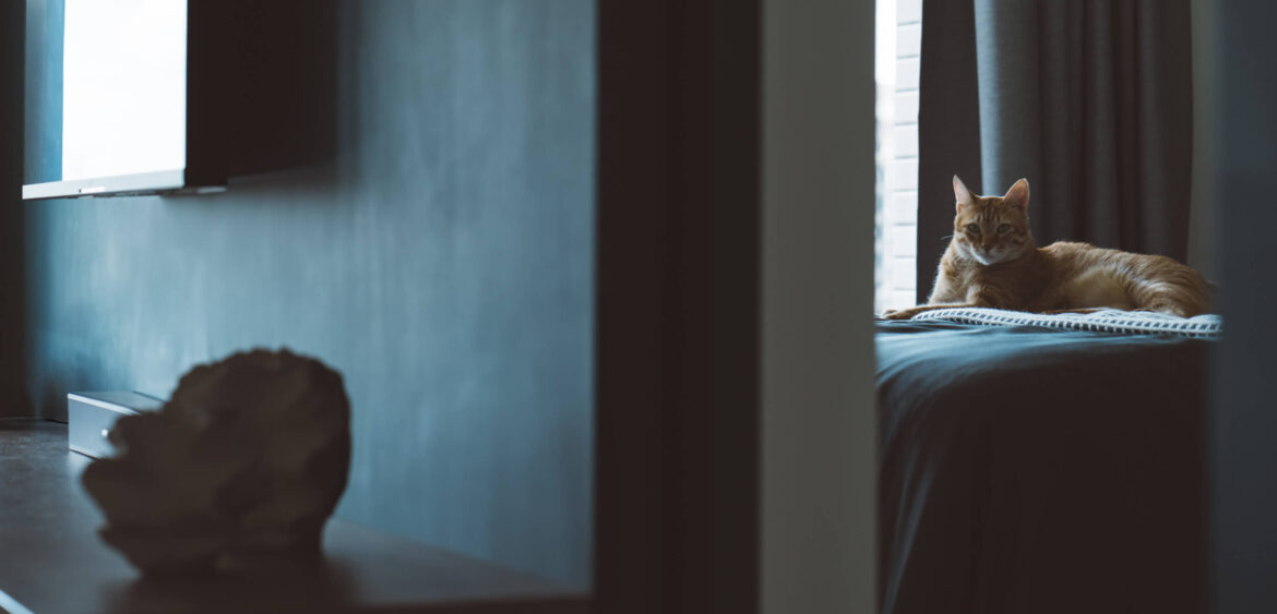 貓咪宅,寵物友善空間,歐德傢俱,空間攝影,finestudio空間攝影